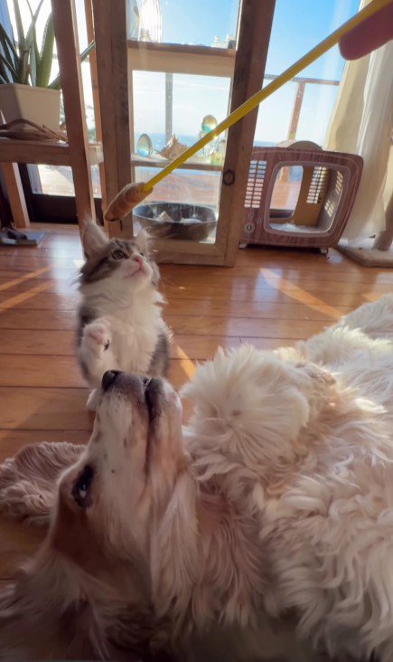 遊んでいる犬と子猫