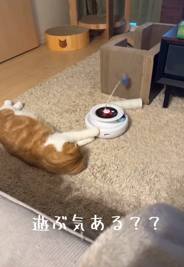 だらける猫