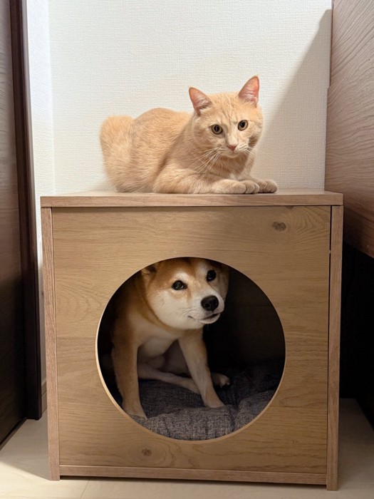 箱の中の犬と箱の上に乗る猫