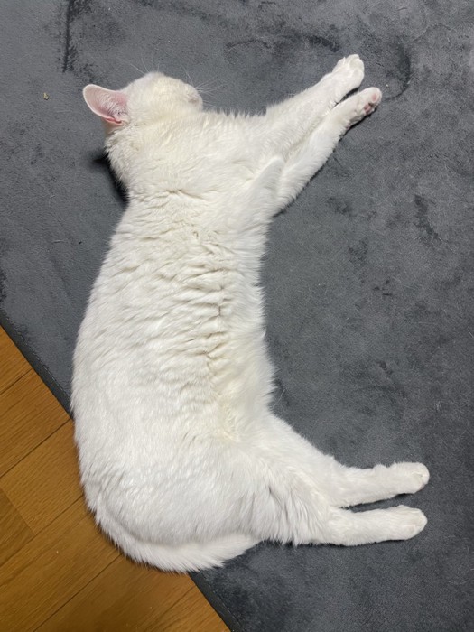 「と」の形で寝る猫