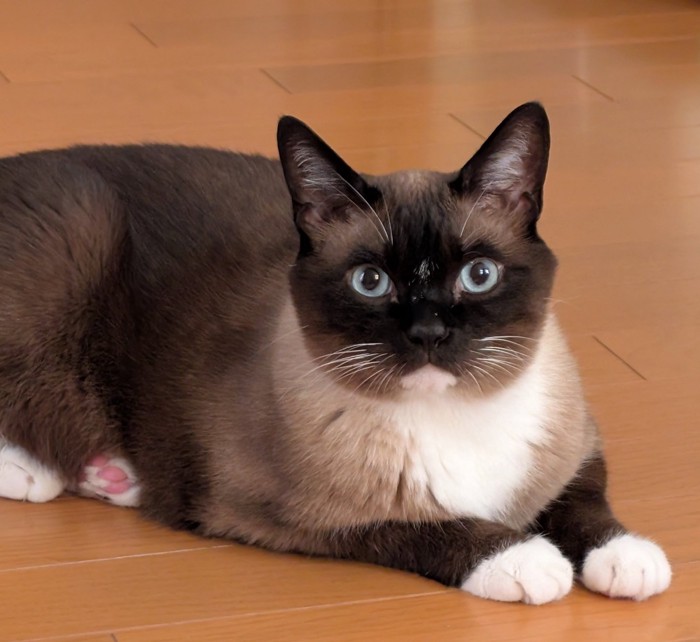 座って前を見る猫