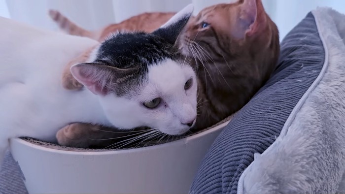 寄り添う2匹の猫