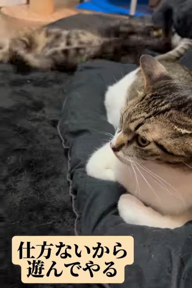 子猫がしっぽにじゃれている成猫