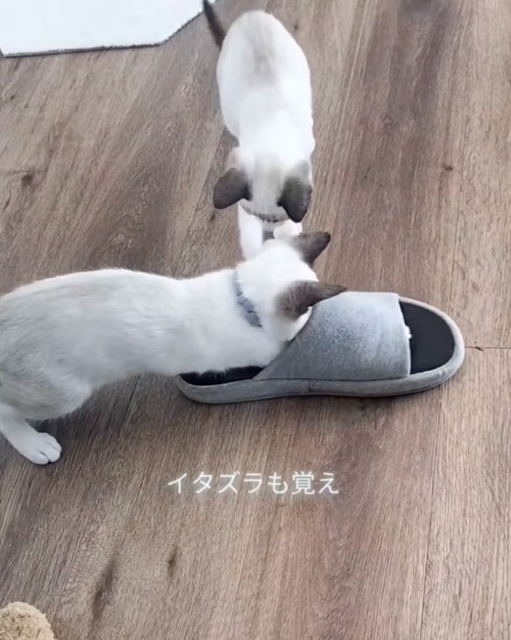 イタズラする2匹の子猫