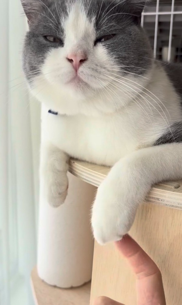 飼い主さんに前足を触られるブリティッシュショートヘア