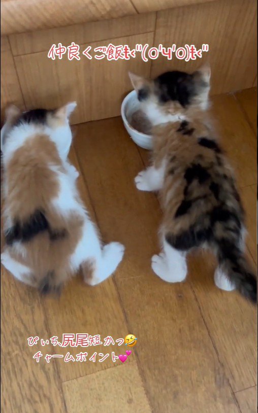 2匹並んで食事をしている子猫