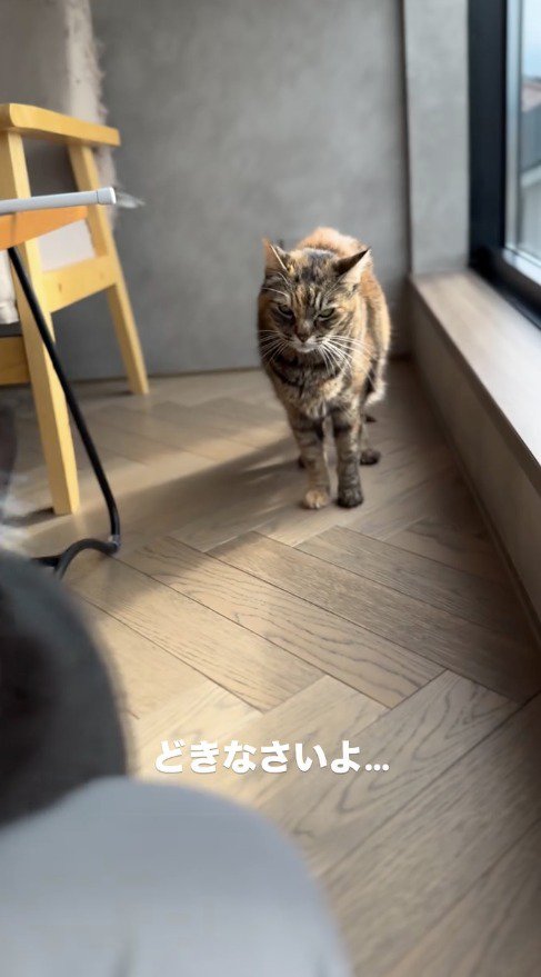 黒猫とスタッフを離れたところから見つめる麦わら猫