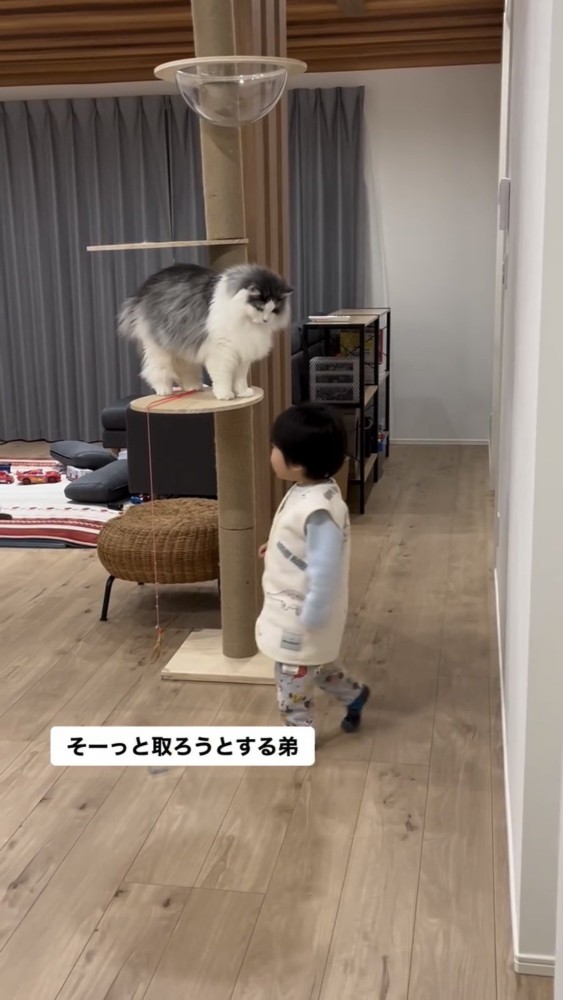 遊んでいる猫と子供