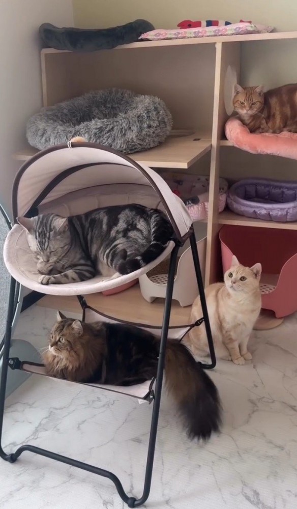 ハンモックなどにいる猫4匹