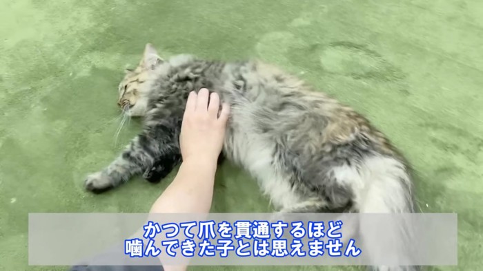 寝転ぶ猫