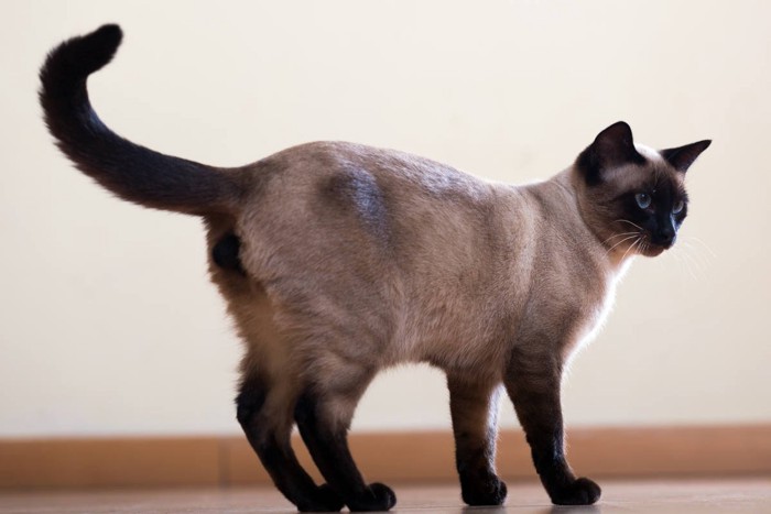 しっぽを見せる猫