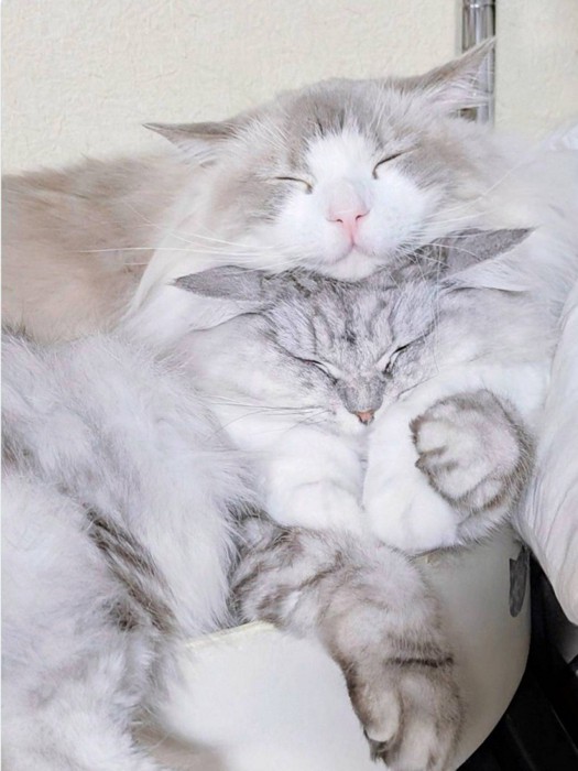 バックハグで密着する2匹の猫