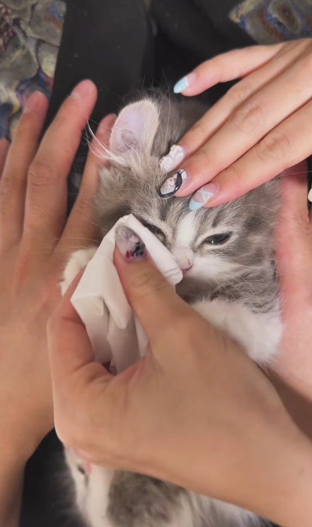 猫の目薬を拭き取る飼い主