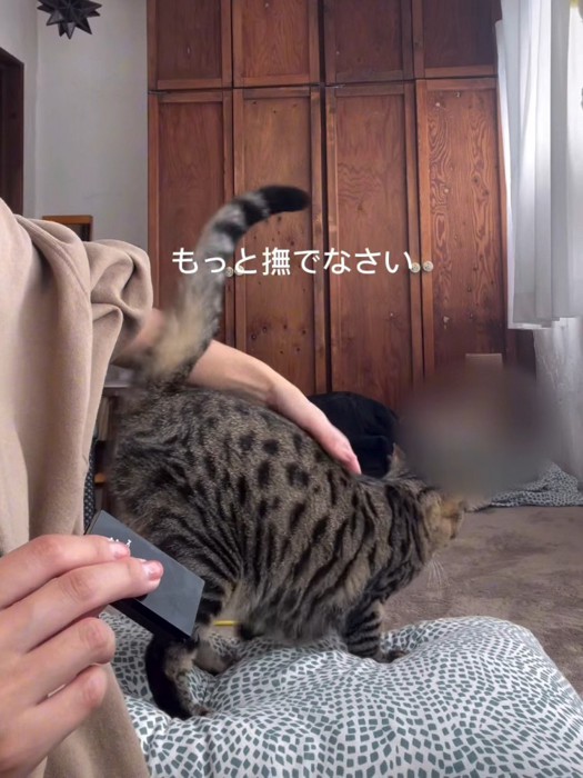 背中をなでられる猫