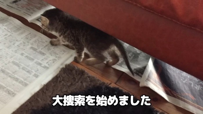 家の中を探検する子猫