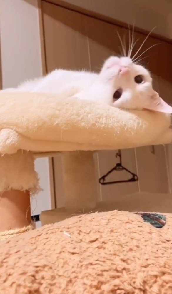 タワーの上でさかさまになっている白猫2