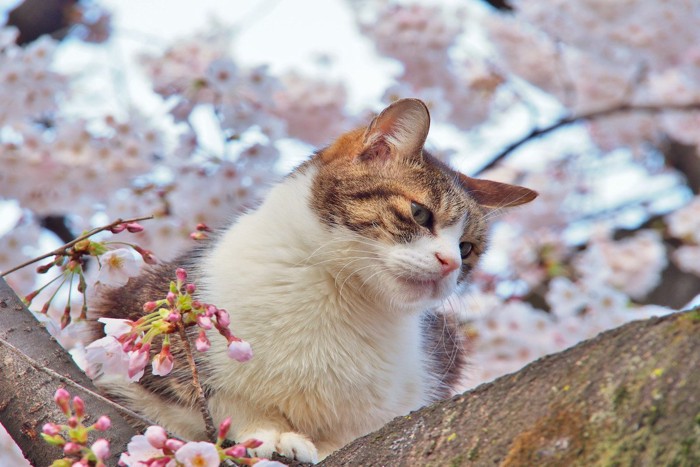 猫と桜