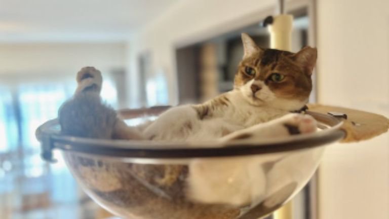 キャットタワーにいる猫