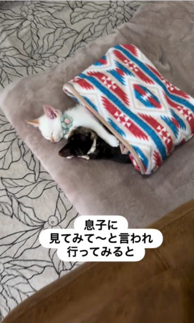 寝ている2匹の猫
