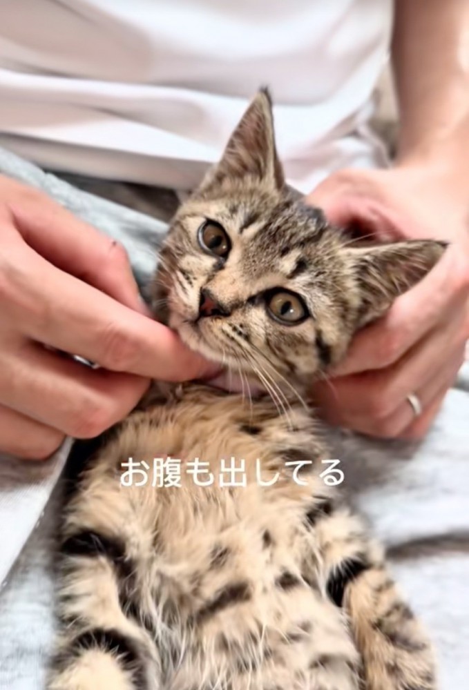 お腹を出して寝転ぶ子猫