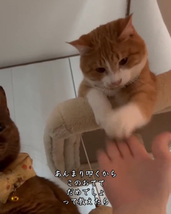 手をトントンされる猫