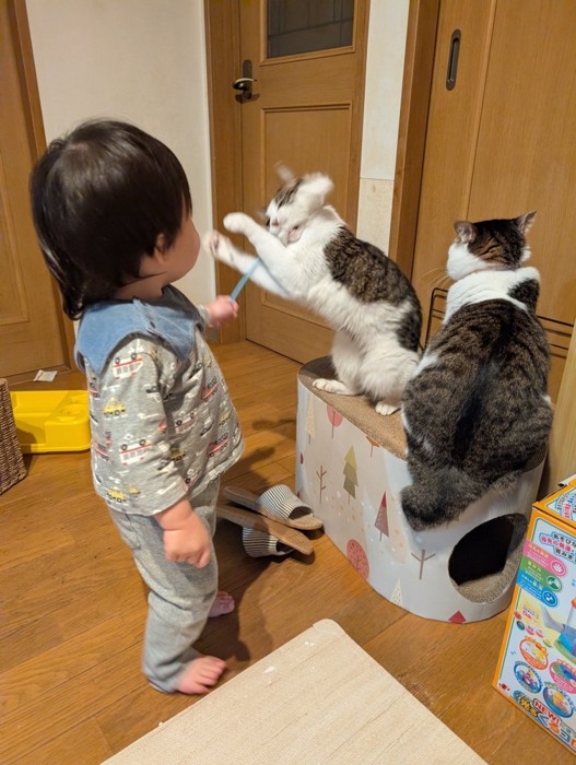 猫じゃらしで遊ぶ子どもと猫たち