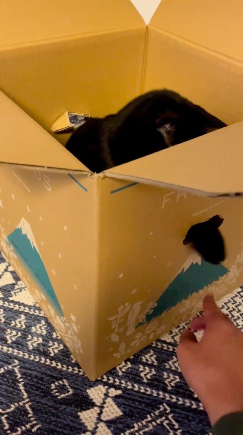 ダンボールの持ち手の穴から前足を出す猫