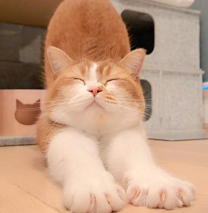 伸びをするもなかくん