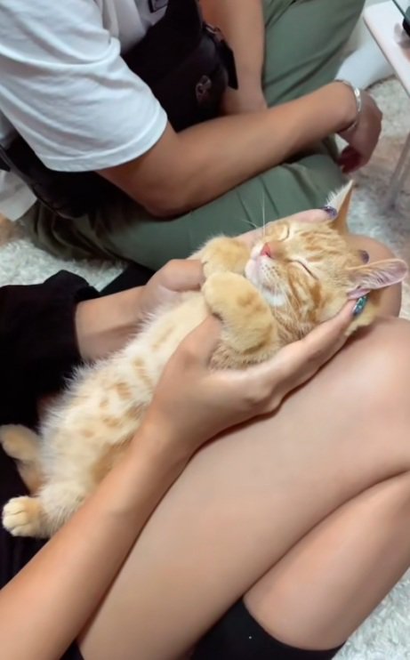 膝の上でへそ天をしている茶トラの猫