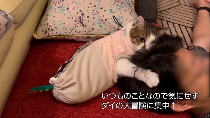 頭に抱きつく猫