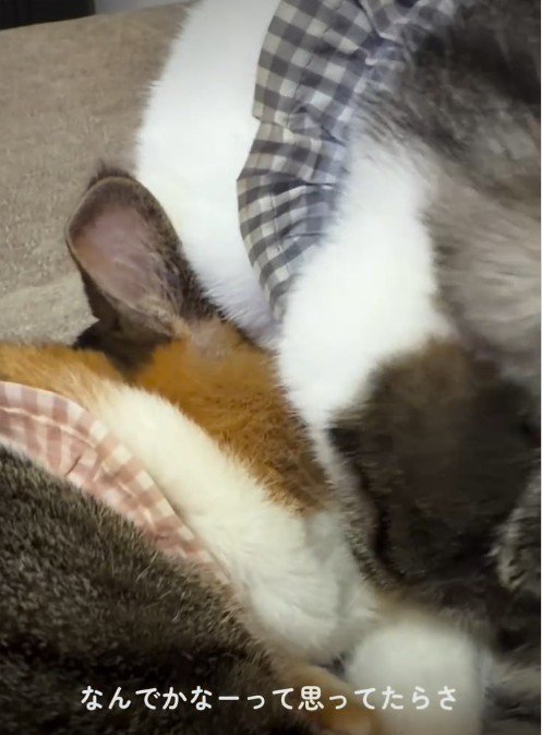 猫に毛づくろいをしている猫