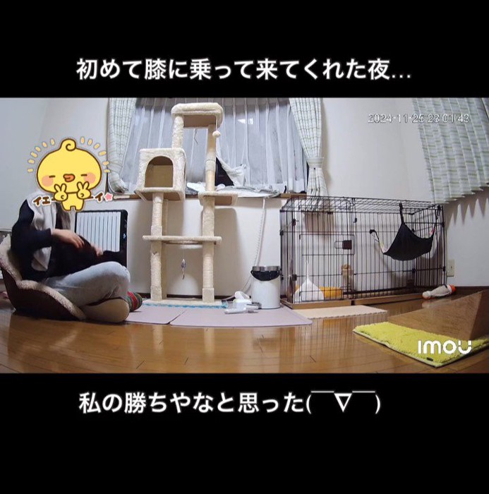人の膝に乗る猫