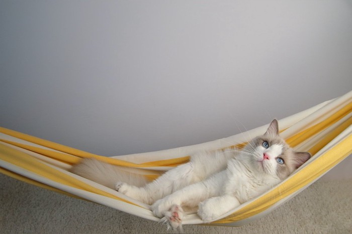 ハンモックに身をゆだねる猫