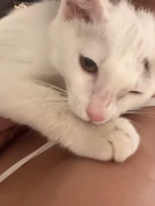 人にくっつく猫