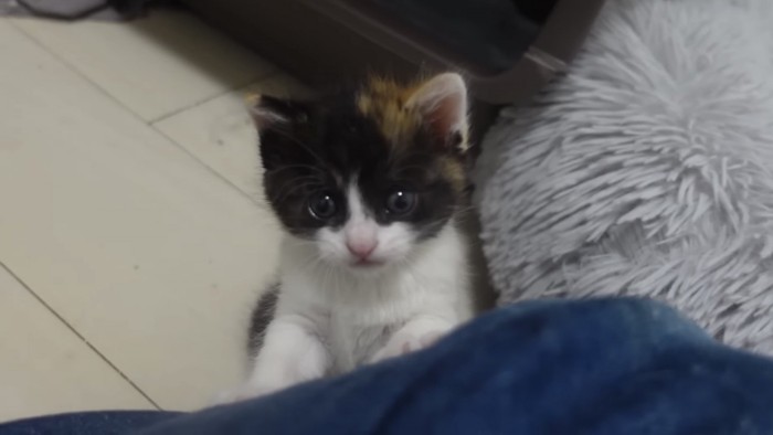 カメラ目線の子猫の写真