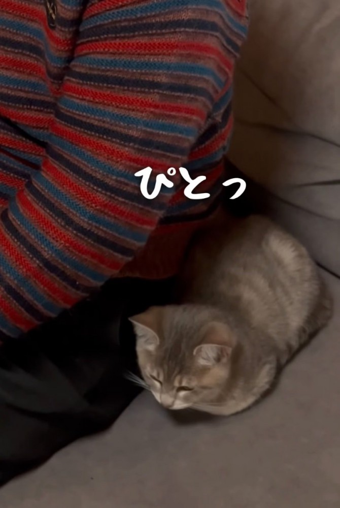 体を密着させる子猫