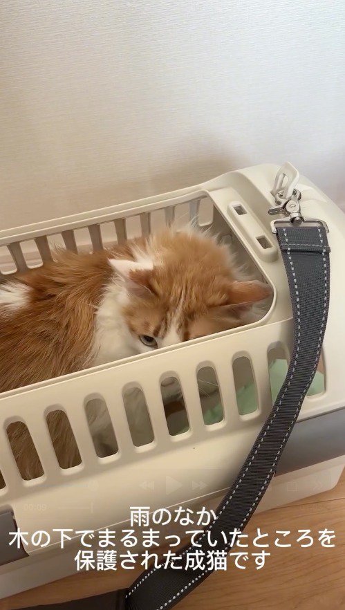 クレートの中に身を隠す猫