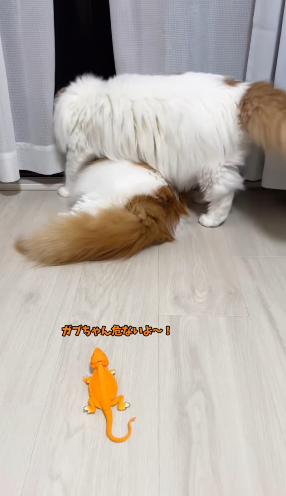 窓辺の猫をまたぐ猫