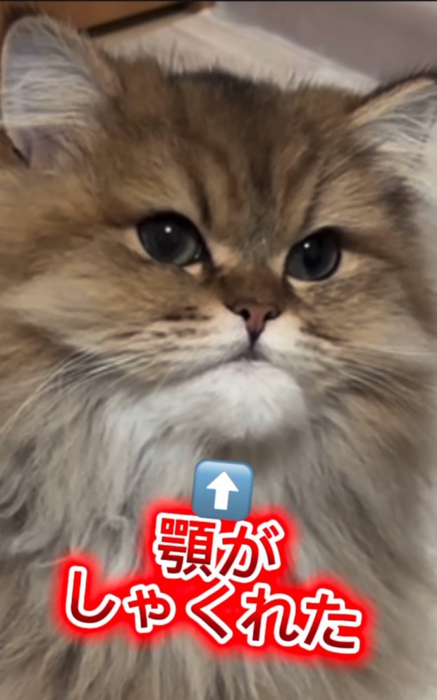 顎がしゃくれる猫