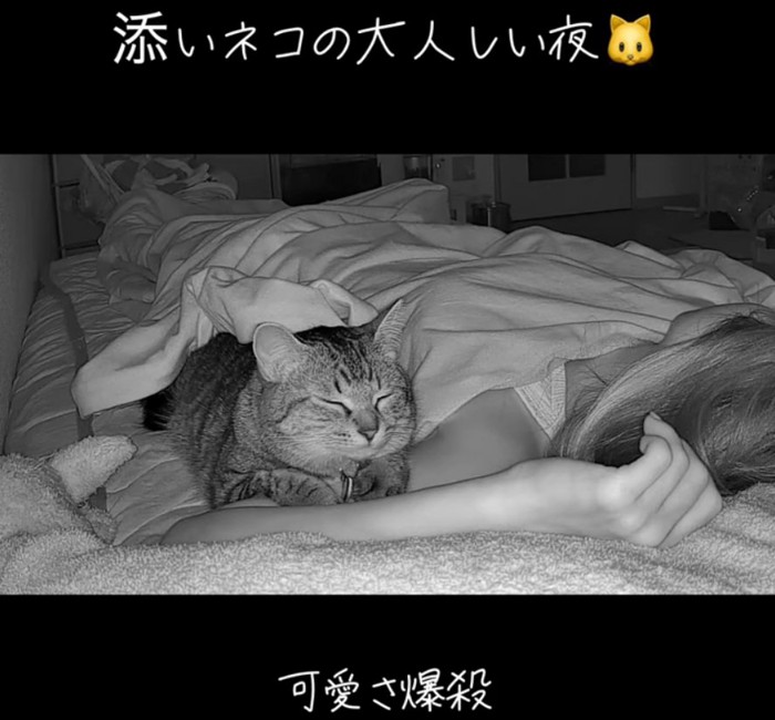 寝転がる猫