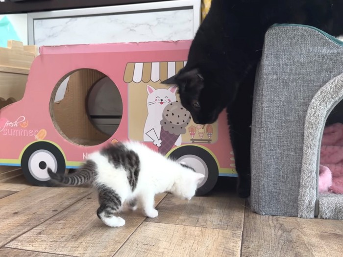 子猫を見下ろす黒猫