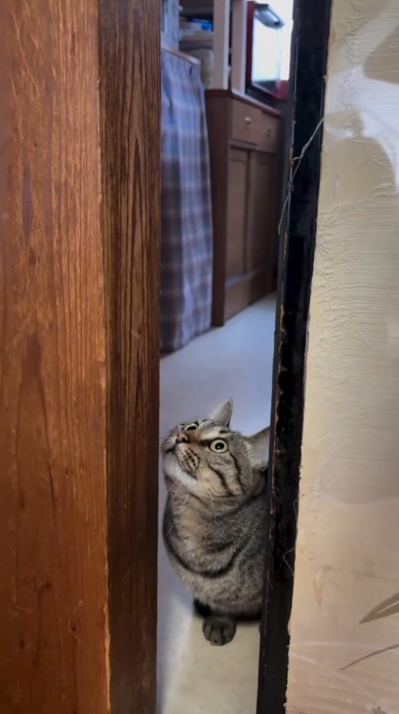 部屋の上の方を見つめる猫