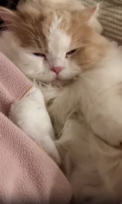 仰向けに寝る猫2