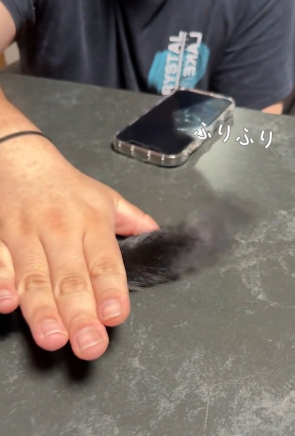 勢いよくしっぽを振る猫