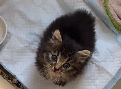見上げる子猫