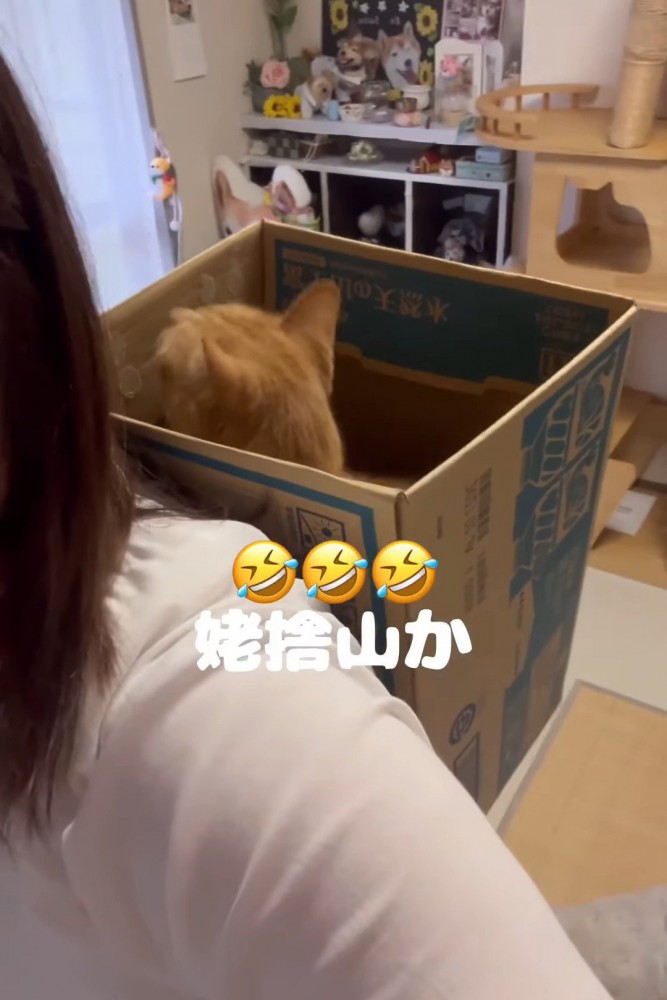 背負われている猫