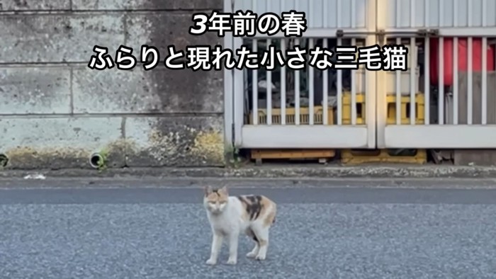 テロップ「3年前の春～」