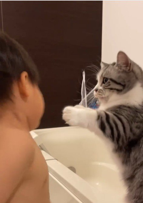 子どもにパンチをしている猫