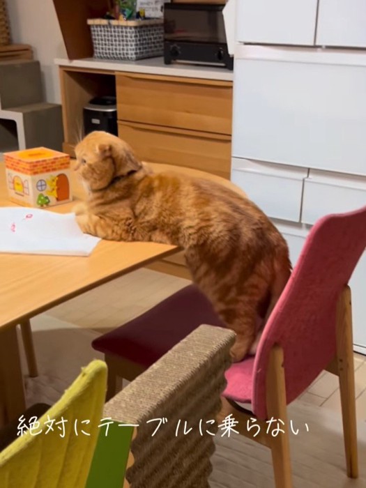 テーブルに上半身を乗せる猫