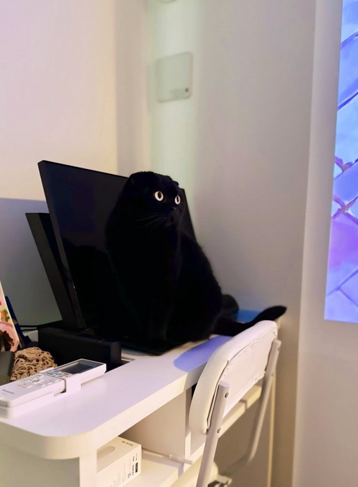 パソコンから飛び出ているように見えるぷりもちゃん